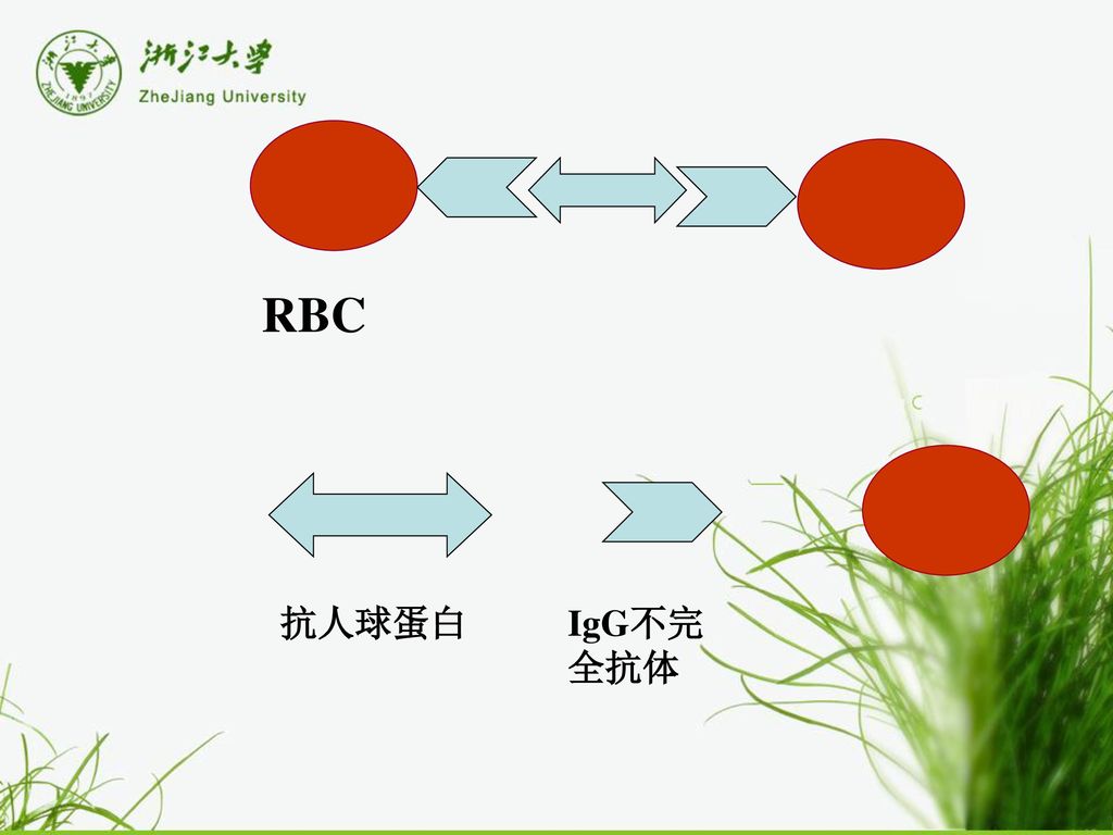 抗人球蛋白试验 coombs test【原理】红细胞的膜电位使两个红